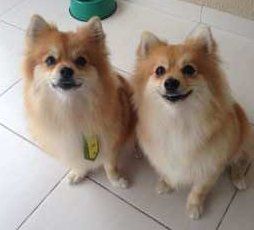 boy and girl Pomeranians
